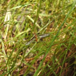 Leptotarsus (Macromastix) costalis at Forde, ACT - 7 Nov 2020