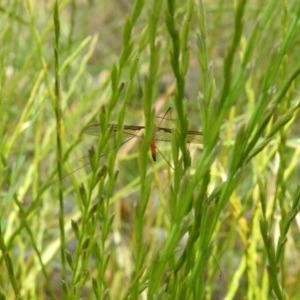 Leptotarsus (Macromastix) costalis at Forde, ACT - 7 Nov 2020