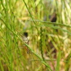 Leptotarsus (Macromastix) costalis at Forde, ACT - 7 Nov 2020 11:59 AM