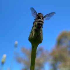 Entomophthora sp. (genus) (Puppeteer Fungus) at Mount Taylor - 7 Nov 2020 by Shazw