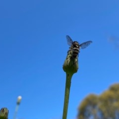 Entomophthora sp. (genus) at Kambah, ACT - 7 Nov 2020 03:58 PM