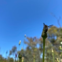 Entomophthora sp. (genus) at Kambah, ACT - 7 Nov 2020 03:58 PM