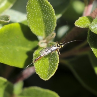 Ichneumonidae (family) (Unidentified ichneumon wasp) at Higgins, ACT - 18 Oct 2020 by AlisonMilton