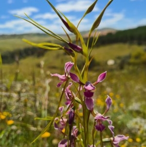 Diuris dendrobioides at suppressed - suppressed