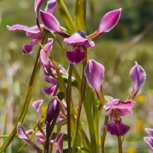 Diuris dendrobioides at suppressed - suppressed