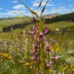 Diuris dendrobioides at suppressed - suppressed