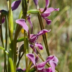 Diuris dendrobioides at suppressed - suppressed