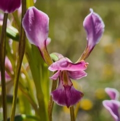 Diuris dendrobioides at suppressed - suppressed