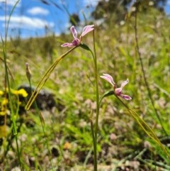 Diuris dendrobioides (Late Mauve Doubletail) at Denman Prospect, ACT - 7 Nov 2020 by AaronClausen