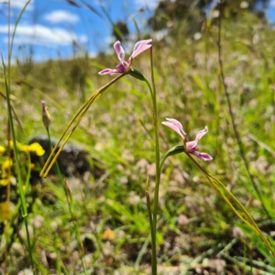 Diuris dendrobioides (Late Mauve Doubletail) at Molonglo River Reserve - 7 Nov 2020 by AaronClausen