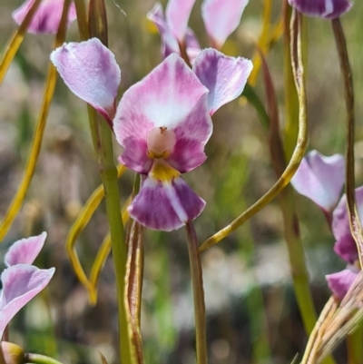 Diuris dendrobioides (Late Mauve Doubletail) at Molonglo River Reserve - 7 Nov 2020 by AaronClausen