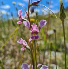 Diuris dendrobioides at suppressed - suppressed