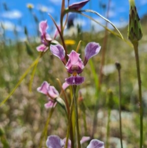 Diuris dendrobioides at suppressed - suppressed