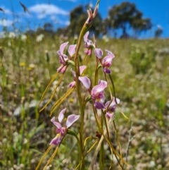 Diuris dendrobioides at suppressed - suppressed