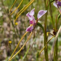 Diuris dendrobioides at suppressed - suppressed