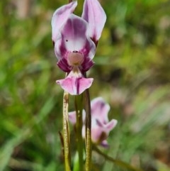 Diuris dendrobioides at suppressed - suppressed