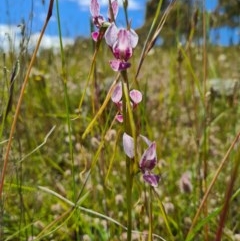 Diuris dendrobioides (Late Mauve Doubletail) at Denman Prospect, ACT - 7 Nov 2020 by AaronClausen