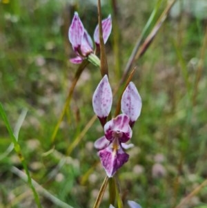 Diuris dendrobioides at suppressed - suppressed