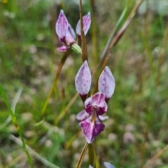 Diuris dendrobioides at suppressed - 8 Nov 2020