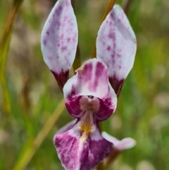 Diuris dendrobioides at suppressed - suppressed