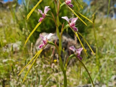 Diuris dendrobioides (Late Mauve Doubletail) at Molonglo River Reserve - 7 Nov 2020 by AaronClausen