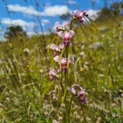 Diuris dendrobioides at suppressed - 8 Nov 2020