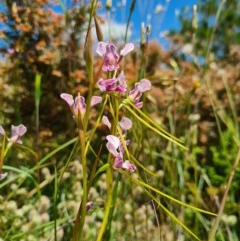 Diuris dendrobioides (Late Mauve Doubletail) by AaronClausen