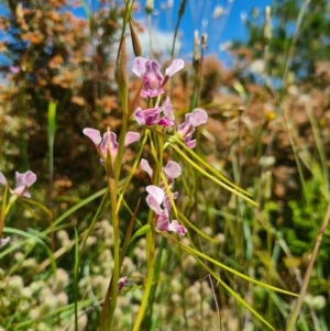 Diuris dendrobioides at suppressed - suppressed