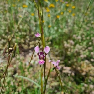 Diuris dendrobioides at suppressed - suppressed