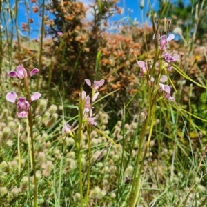 Diuris dendrobioides at suppressed - suppressed