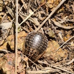 Calolampra sp. (genus) (Bark cockroach) at Block 402 - 7 Nov 2020 by AaronClausen