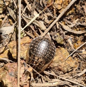 Calolampra sp. (genus) at Denman Prospect, ACT - 7 Nov 2020