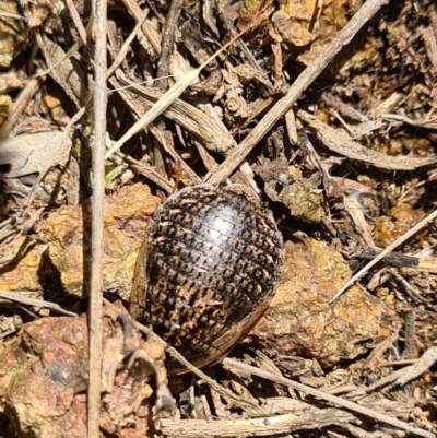 Calolampra sp. (genus) (Bark cockroach) at Denman Prospect, ACT - 7 Nov 2020 by AaronClausen