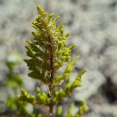 Cheilanthes distans (Bristly Cloak Fern) at Molonglo River Reserve - 8 Nov 2020 by AaronClausen