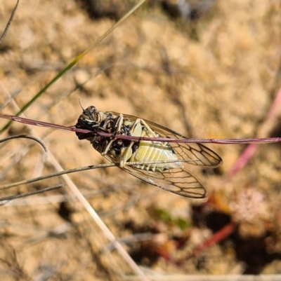 Myopsalta waterhousei (Smoky Buzzer) at Molonglo River Reserve - 7 Nov 2020 by AaronClausen