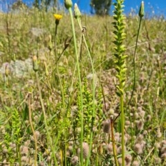 Microtis sp. (Onion Orchid) at Denman Prospect, ACT - 7 Nov 2020 by AaronClausen