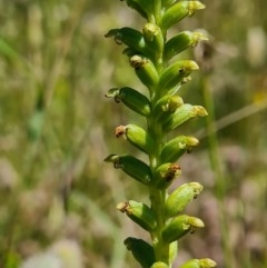 Microtis sp. at Molonglo River Reserve - suppressed