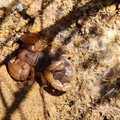 Urodacus manicatus (Black Rock Scorpion) at Block 402 - 7 Nov 2020 by AaronClausen