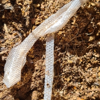 Aprasia parapulchella (Pink-tailed Worm-lizard) at Denman Prospect, ACT - 7 Nov 2020 by AaronClausen