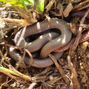 Aprasia parapulchella at Denman Prospect, ACT - 7 Nov 2020