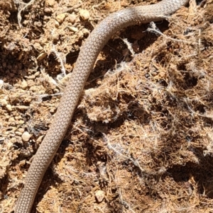 Aprasia parapulchella at Denman Prospect, ACT - suppressed