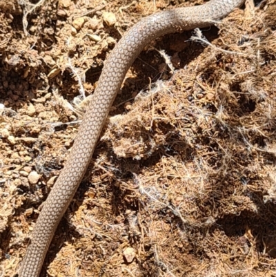 Aprasia parapulchella (Pink-tailed Worm-lizard) at Block 402 - 7 Nov 2020 by AaronClausen