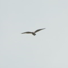 Falco berigora (Brown Falcon) at Forde, ACT - 7 Nov 2020 by YumiCallaway