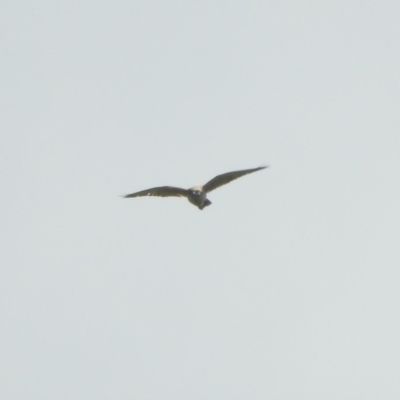 Falco berigora (Brown Falcon) at Forde, ACT - 6 Nov 2020 by YumiCallaway