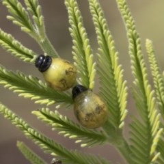 Calomela (genus) (Acacia leaf beetle) at Forde, ACT - 7 Nov 2020 by AlisonMilton