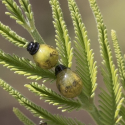 Calomela (genus) (Acacia leaf beetle) at Forde, ACT - 7 Nov 2020 by AlisonMilton