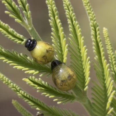 Calomela sp. (genus) (Acacia leaf beetle) at Goorooyarroo NR (ACT) - 6 Nov 2020 by AlisonMilton