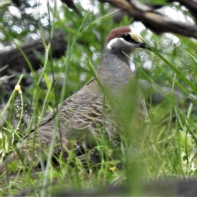 Phaps chalcoptera (Common Bronzewing) at Bullen Range - 6 Nov 2020 by JohnBundock