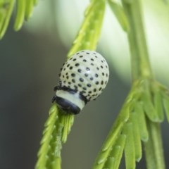 Dicranosterna immaculata (Acacia leaf beetle) at Forde, ACT - 7 Nov 2020 by AlisonMilton