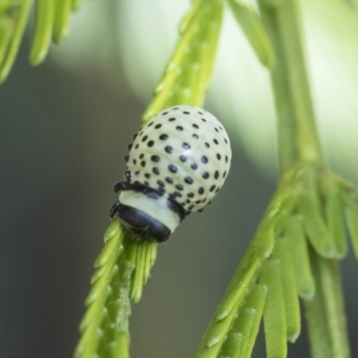 Dicranosterna immaculata (Acacia leaf beetle) at Forde, ACT - 7 Nov 2020 by AlisonMilton
